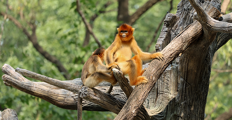 金丝猴科普互动