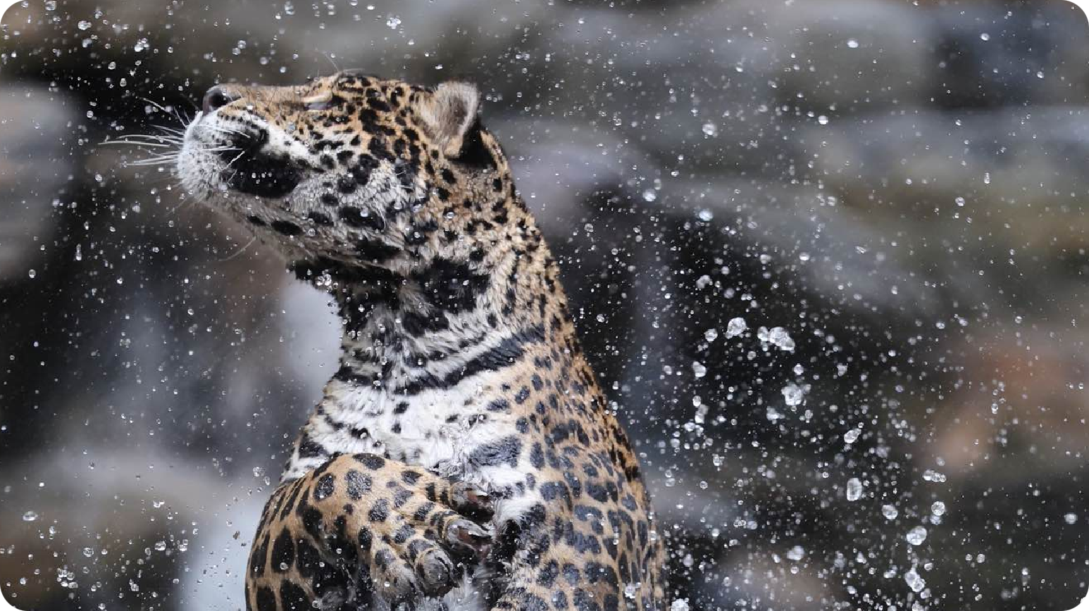 美洲豹科普互动