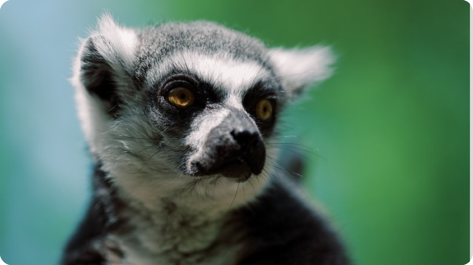 环尾狐猴科普互动