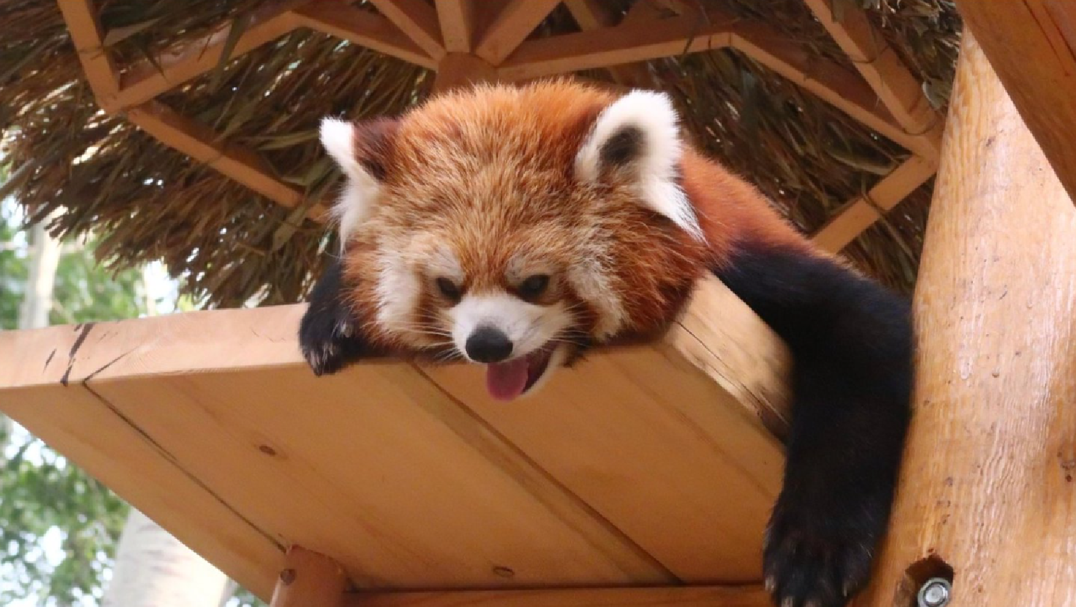 小熊猫科普互动