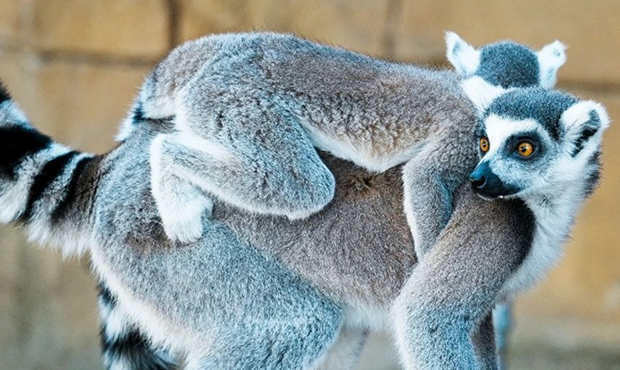 父亲节|带上“超人爸爸”，开启野趣冒险之旅！