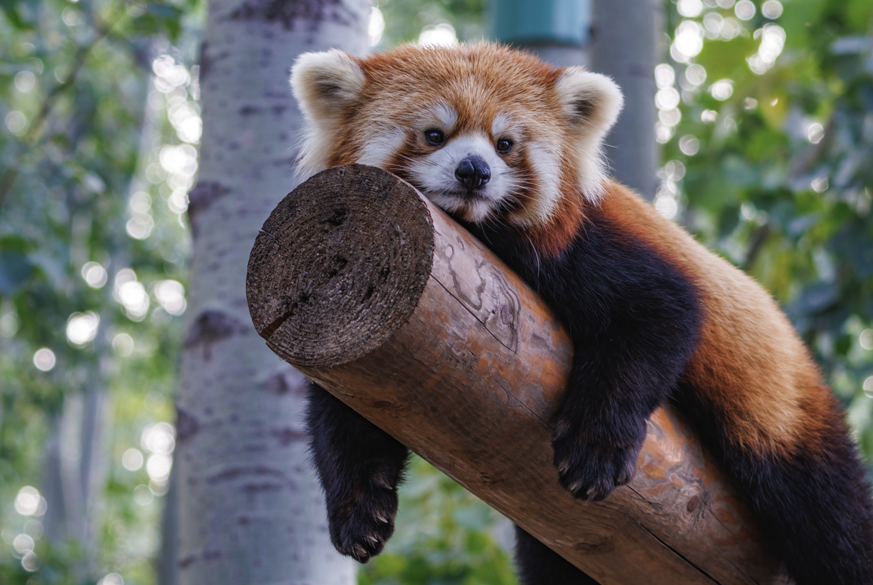 国际小熊猫日｜“能能”萌出道，共赴秋之约—小熊猫百日宴请您来赴约！