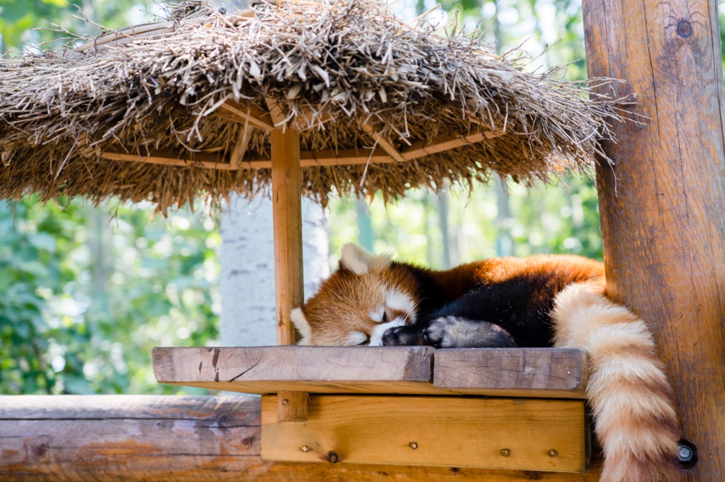 国际小熊猫日|无忧无虑的“小萌猫”