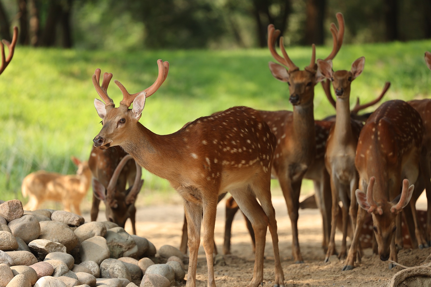 “梅花鹿~小小保育员”职业体验官