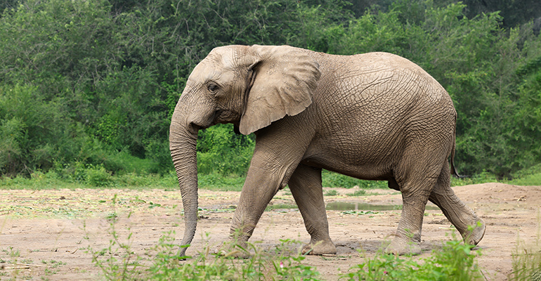 世界大象日|让我们一起走进大象的世界