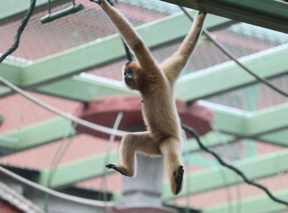 长臂猿科普互动