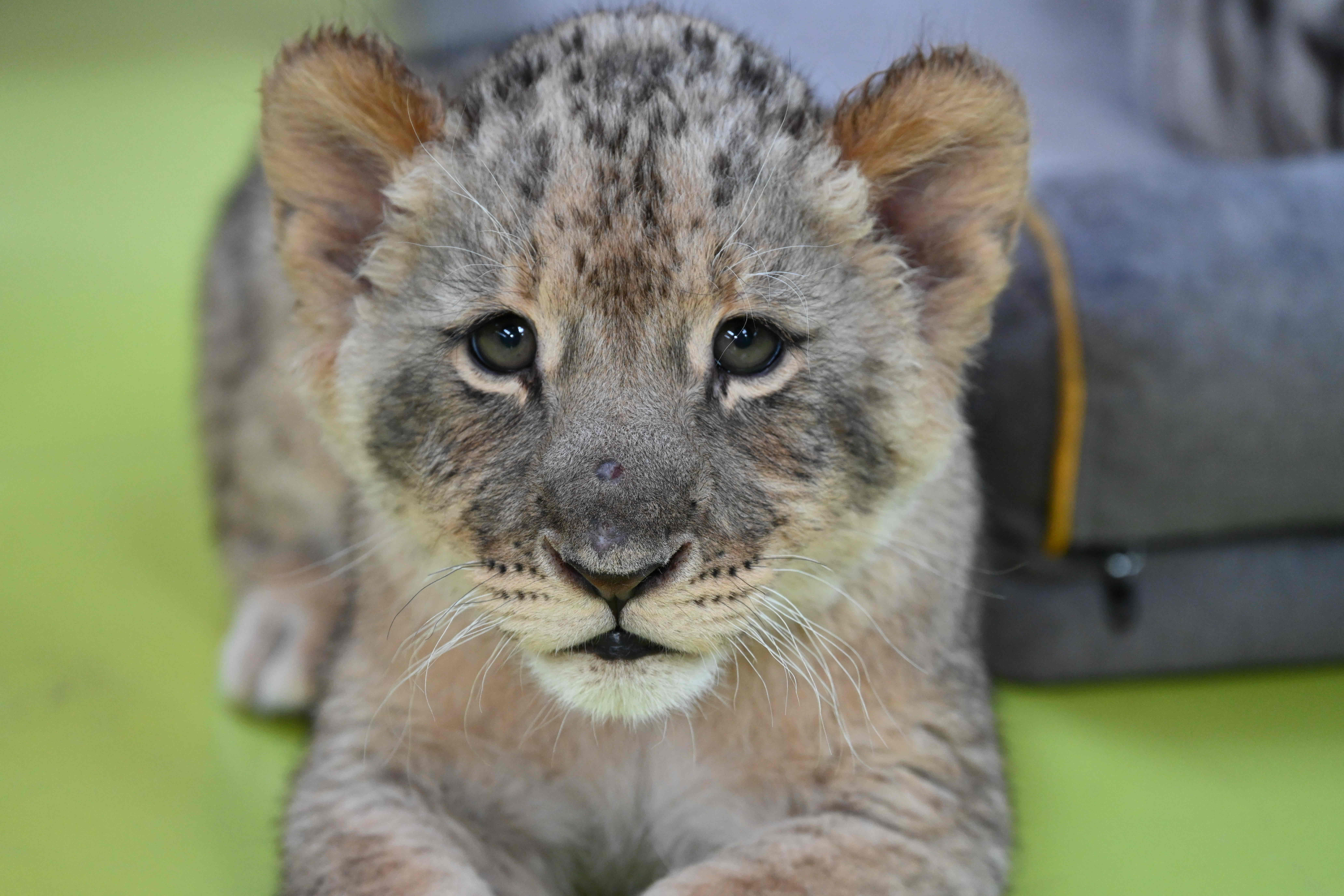 世界狮子日｜“大手拉小手，共护草原王”