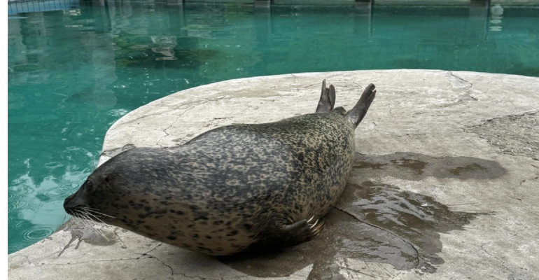 斑海豹