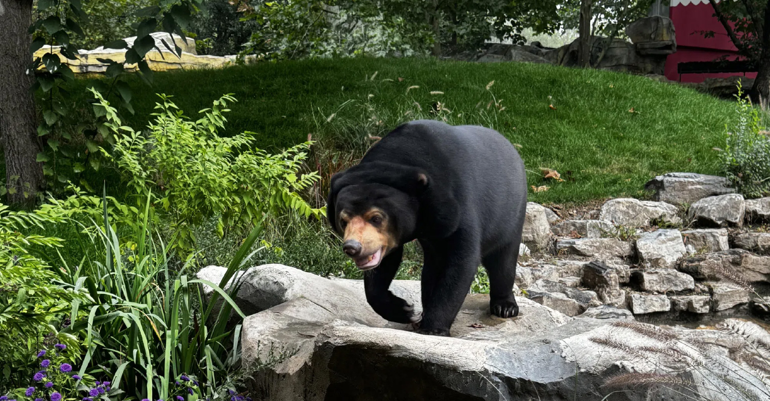 马来熊科普互动