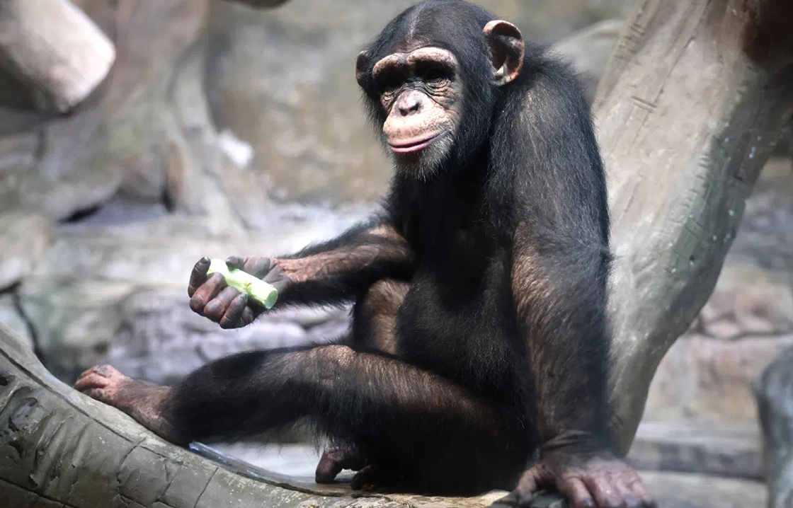 黑猩猩科普互动