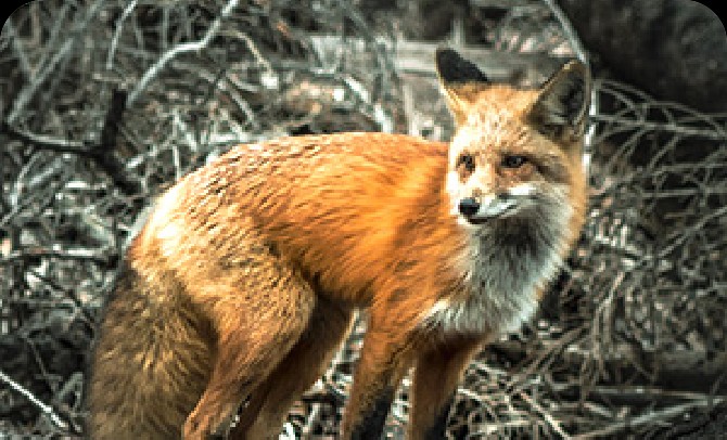 野生动物面临的威胁