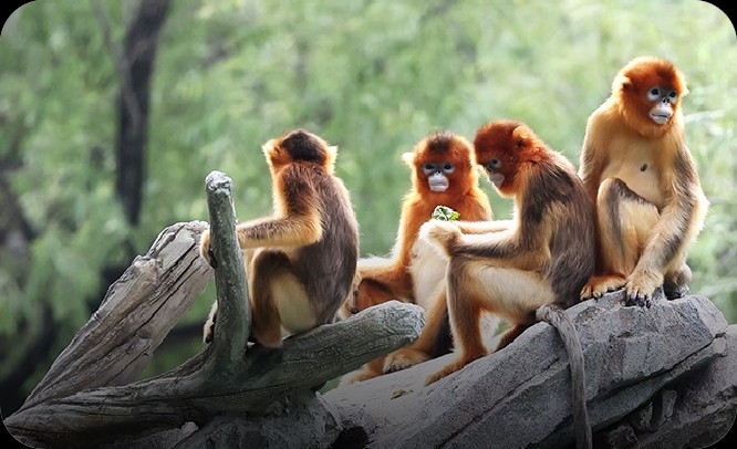 川金丝猴五代同堂的守护之旅
