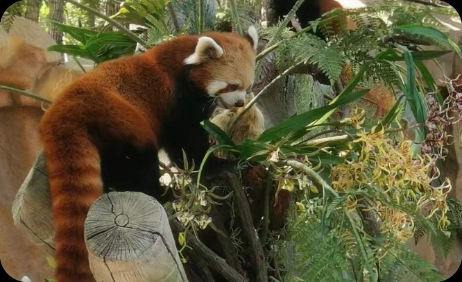 小熊猫的繁育保护与种群重建