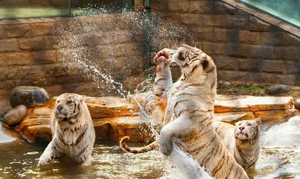 极端高温如何保证动物健康？