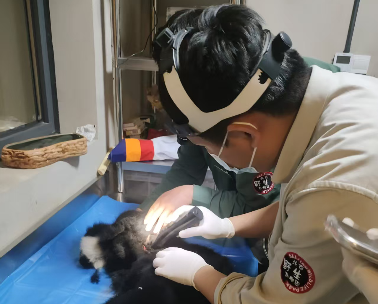 黄颊长臂猿外伤护理