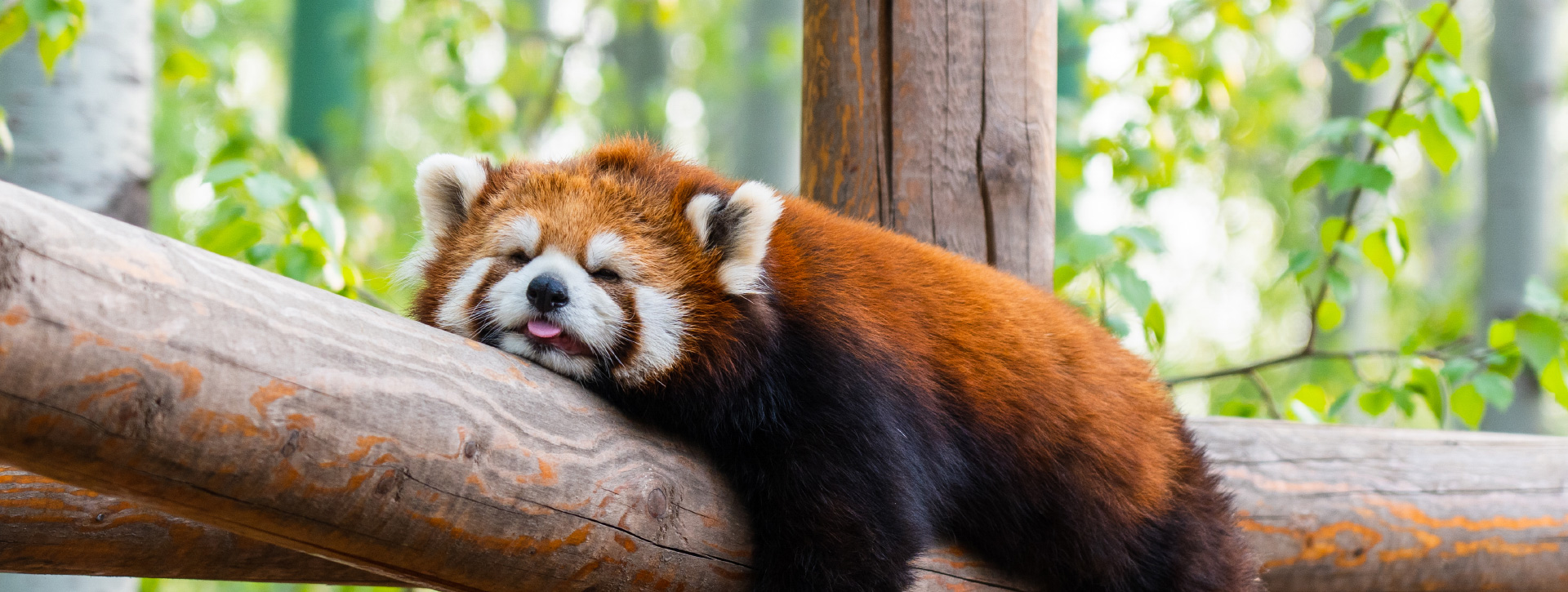 生态展区-小熊猫花苑