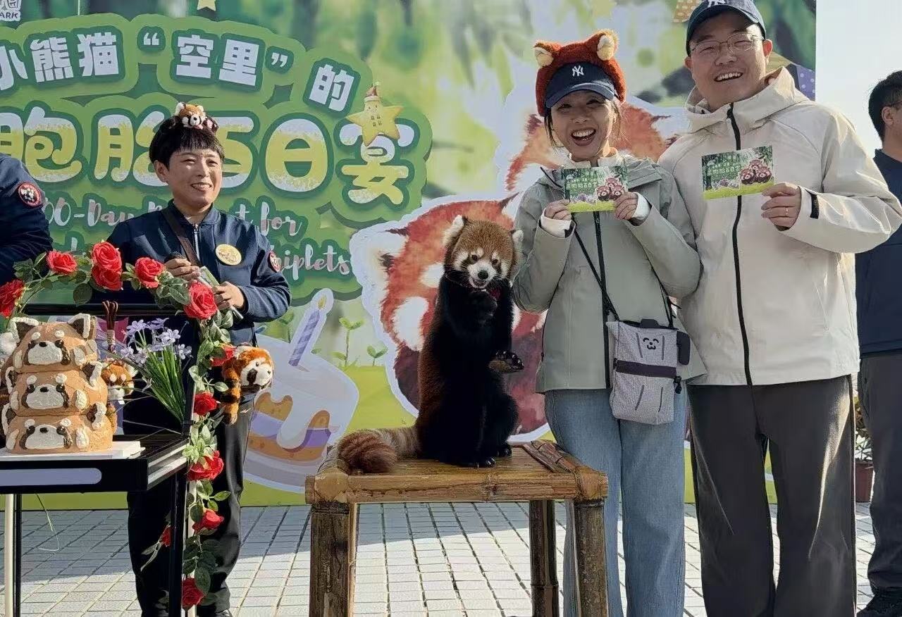 “三萌赴约，百日同欢”——小熊猫三胞胎百日宴！