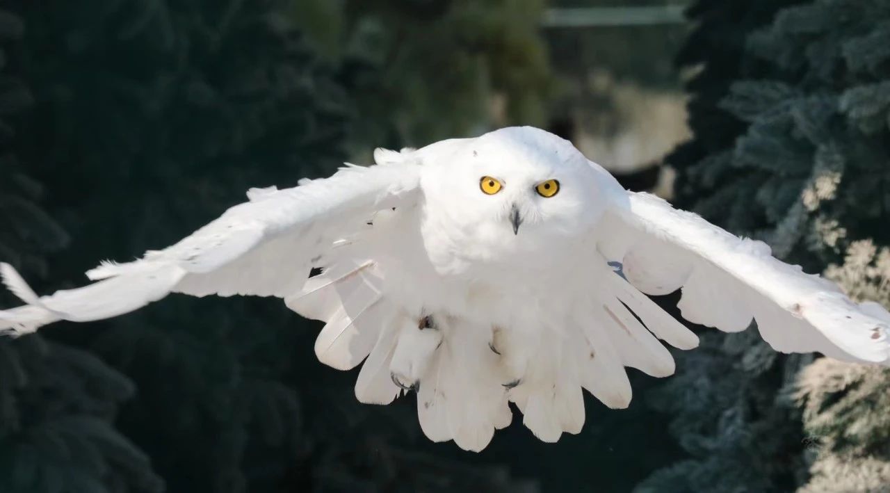 北京野生动物园第三届摄影展火热来袭！咔嚓！定格野趣瞬间，赢取专属福利！