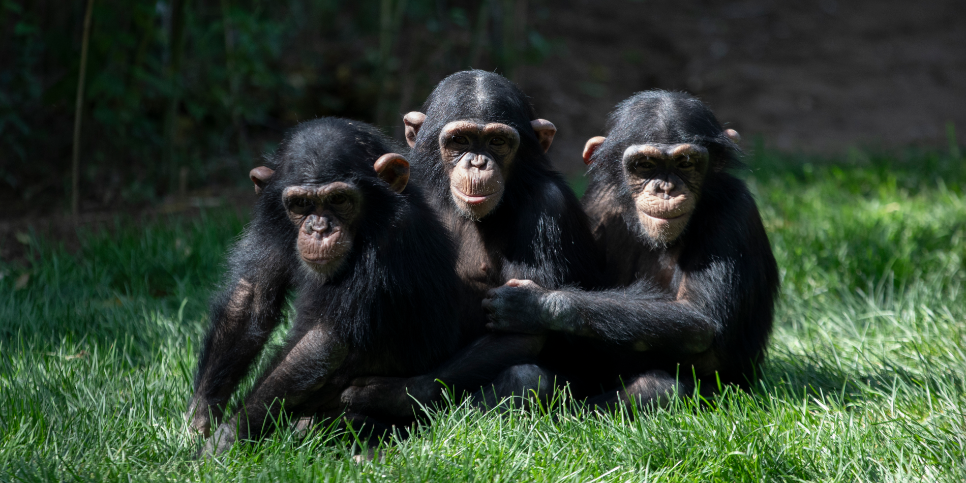 黑猩猩家族繁荣发展的保护实践