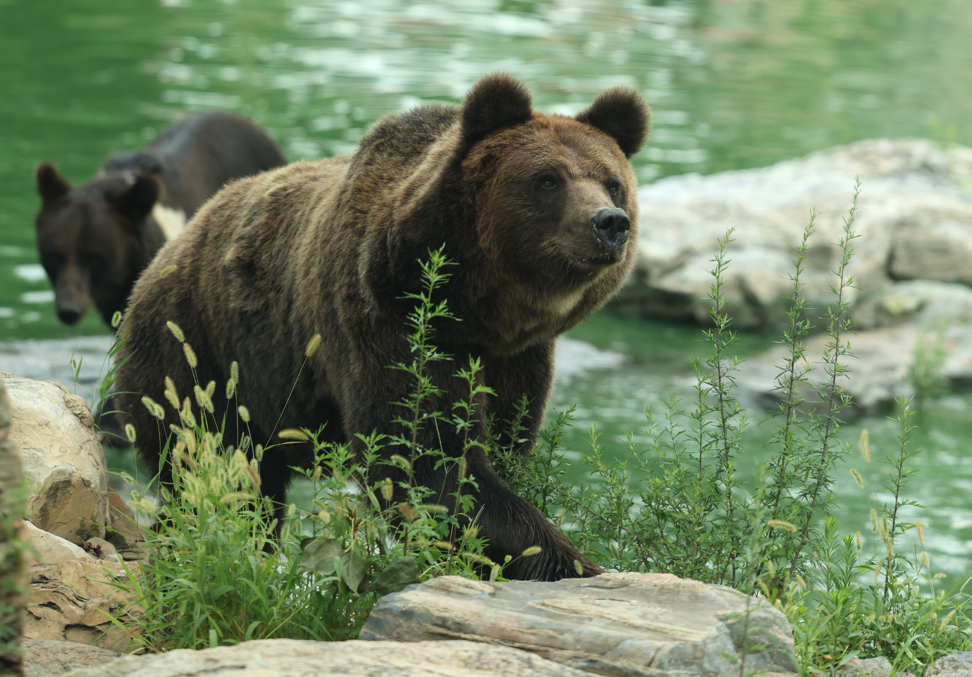 棕熊 | Brown Bear