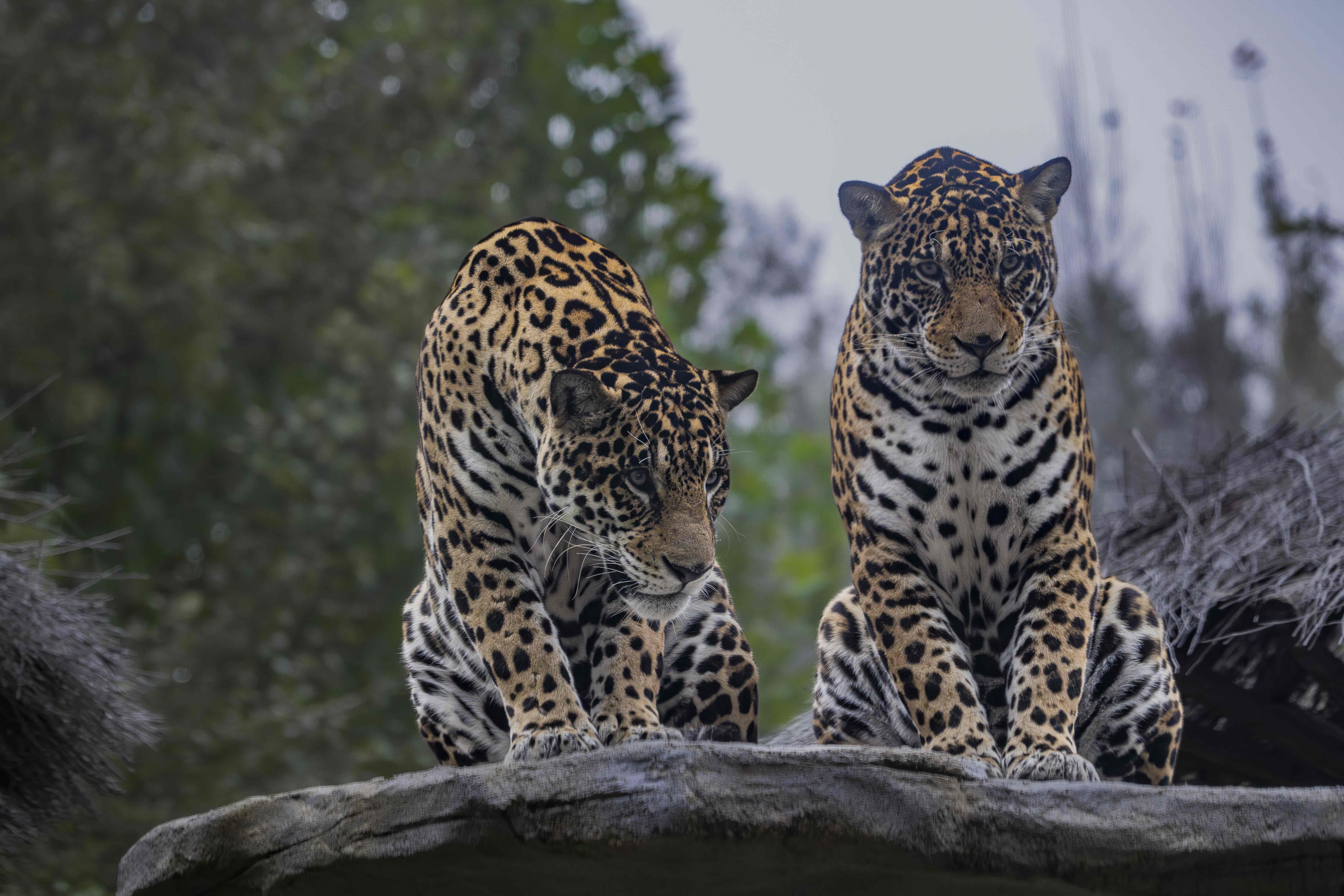 美洲豹保护繁育：构建新大陆的野生希望