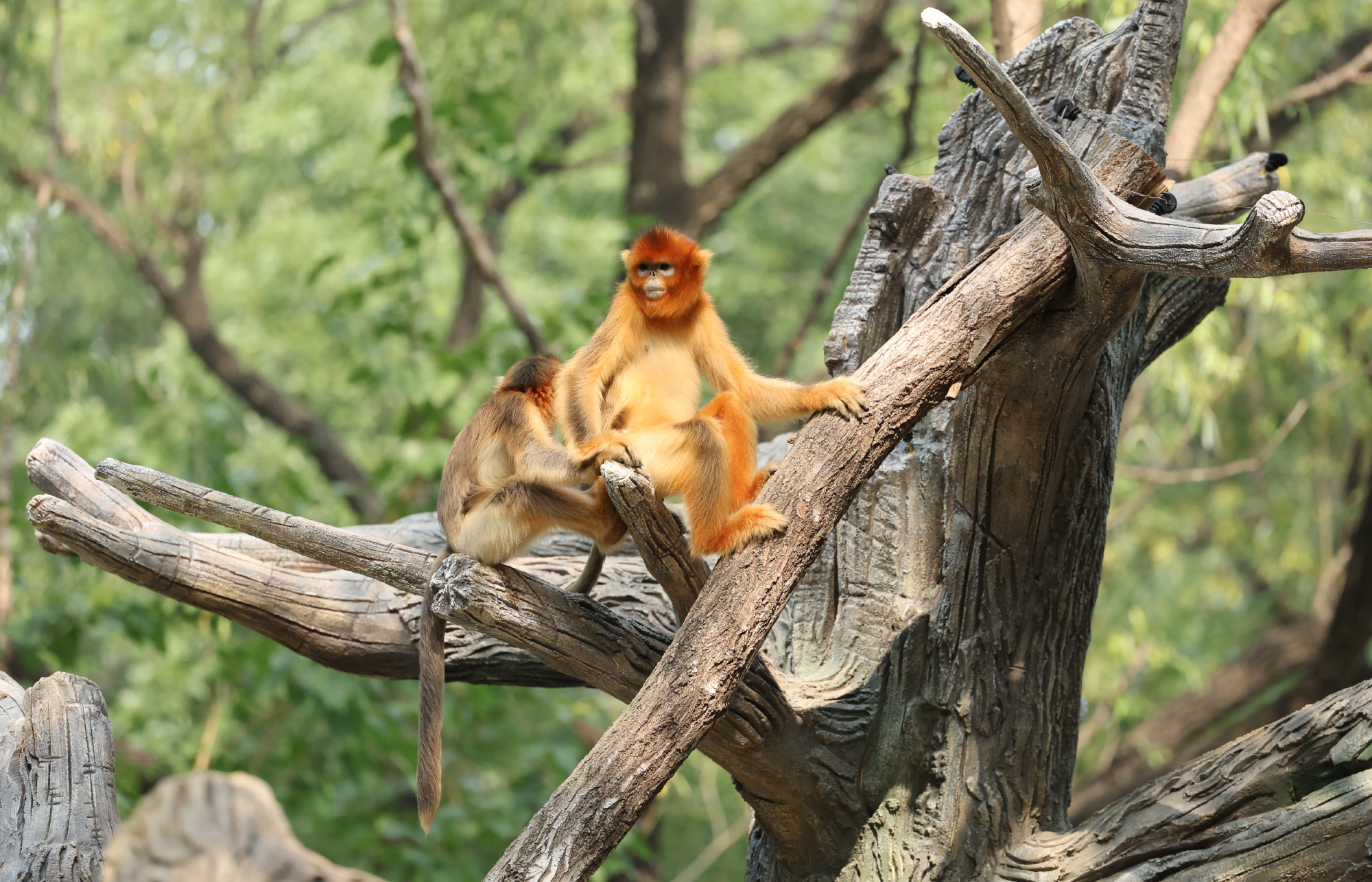 川金丝猴<span><i>|</i>Moupin Golden Snub-nosed Monkey</span>