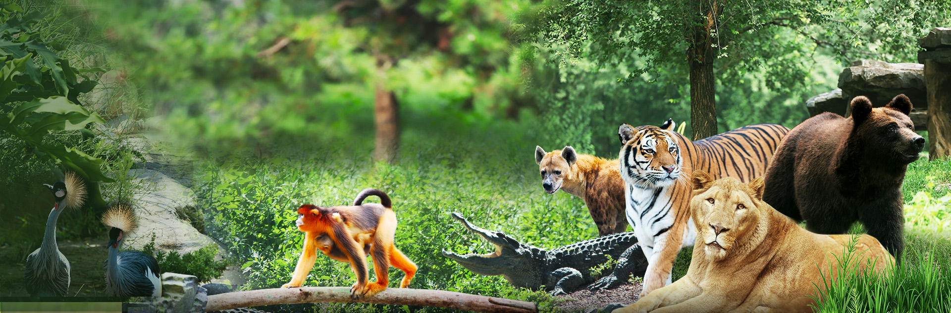 动物展示-物种档案