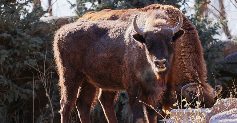 欧洲野牛