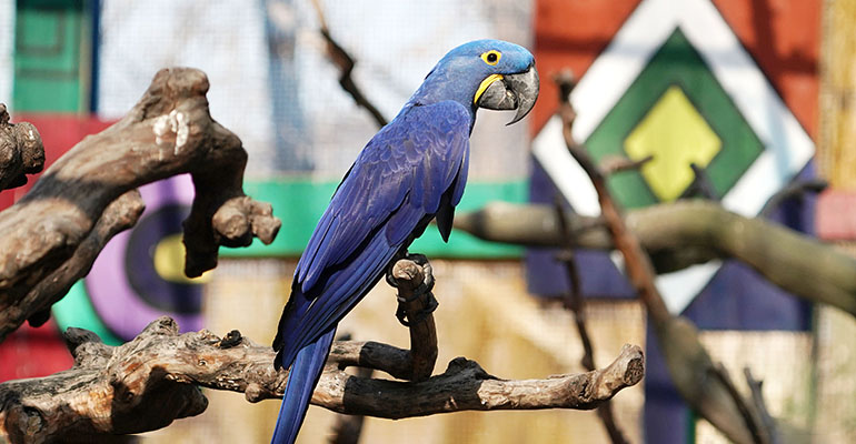 紫蓝金刚鹦鹉