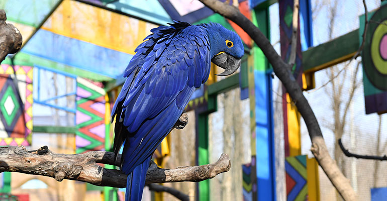 紫蓝金刚鹦鹉