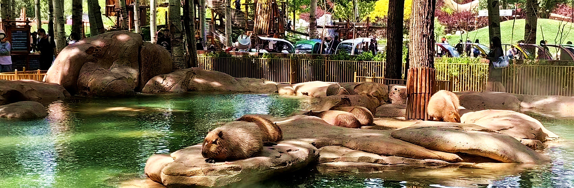 生态展区-水豚沼泽