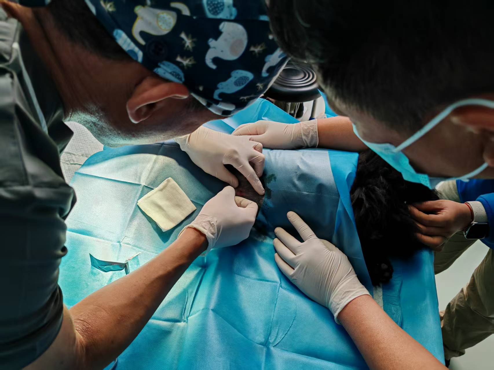 京巴犬脐疝修复