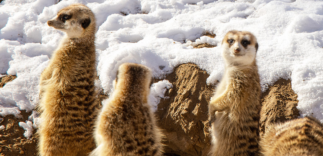 极寒天气如何保证动物健康?