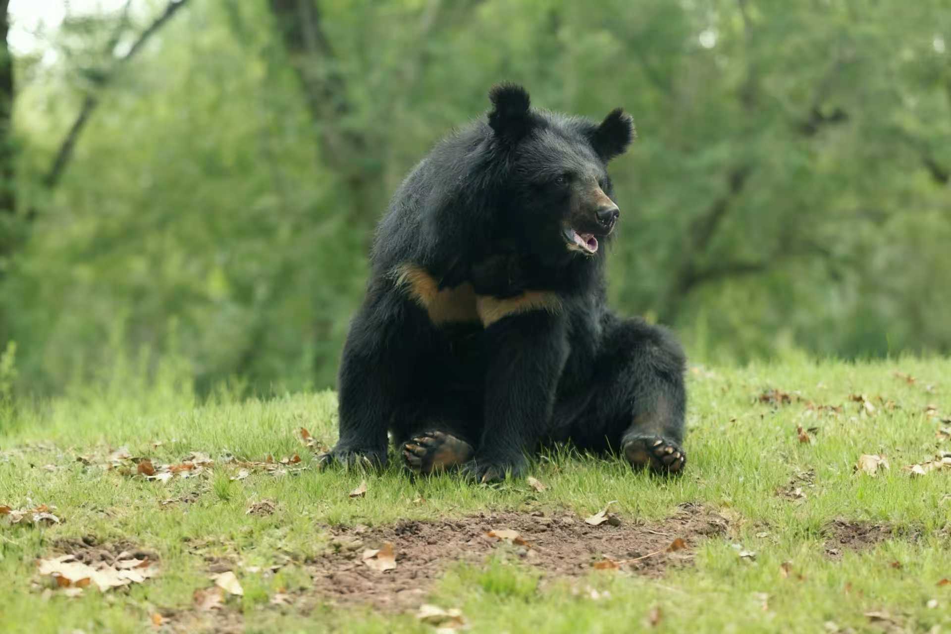 黑熊 | Black Bear