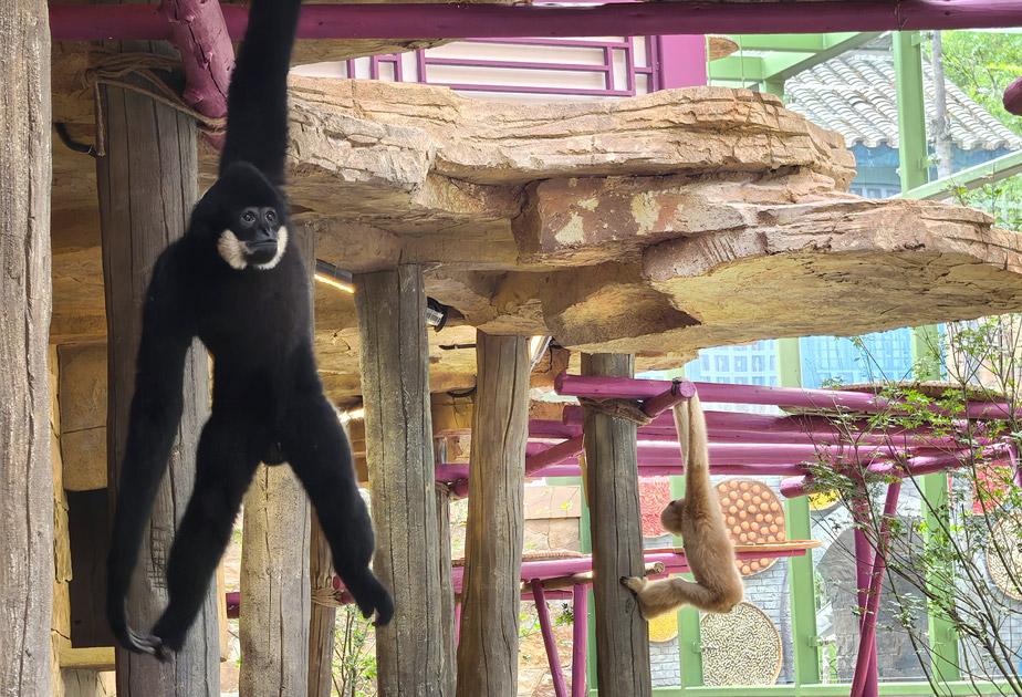 长臂猿展区