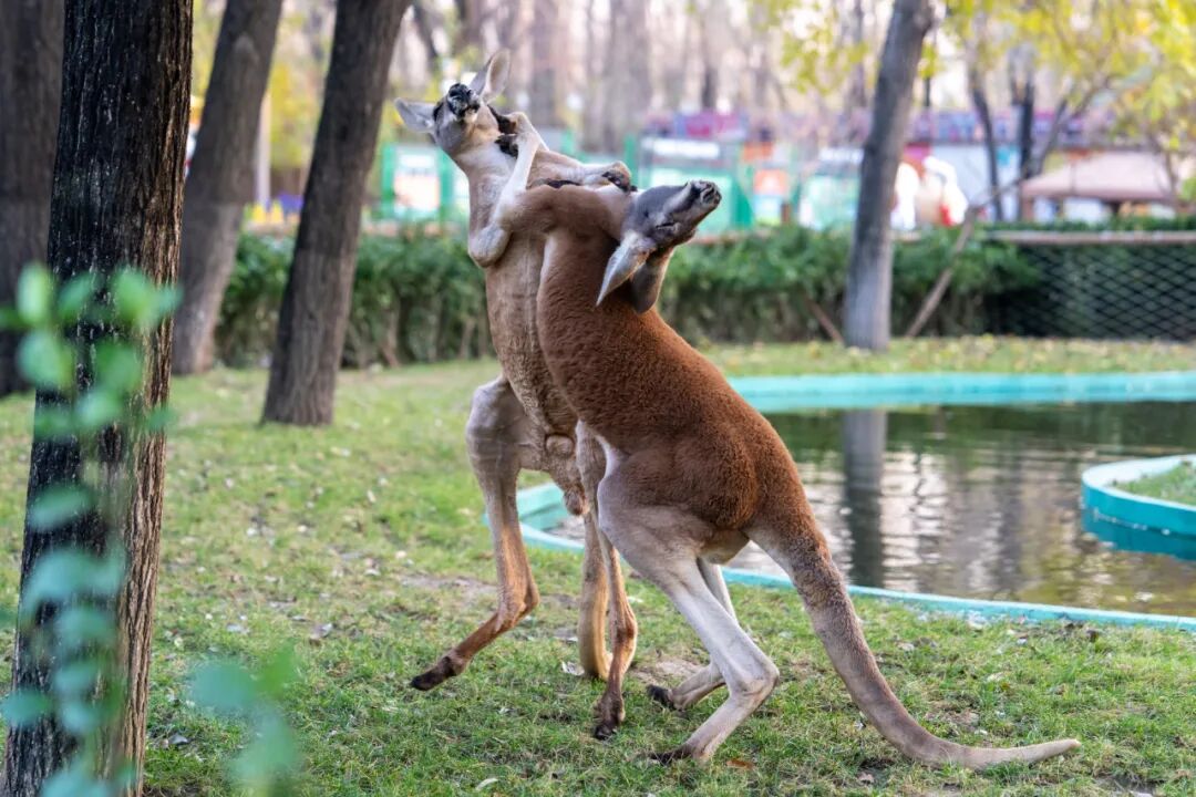 北京野生动物园第三届摄影展颁奖仪式圆满结束