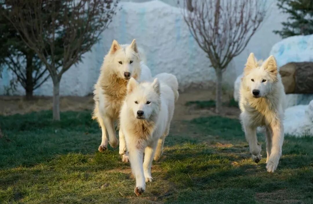 小寒|解锁北京野生动物园的越冬萌趣图鉴