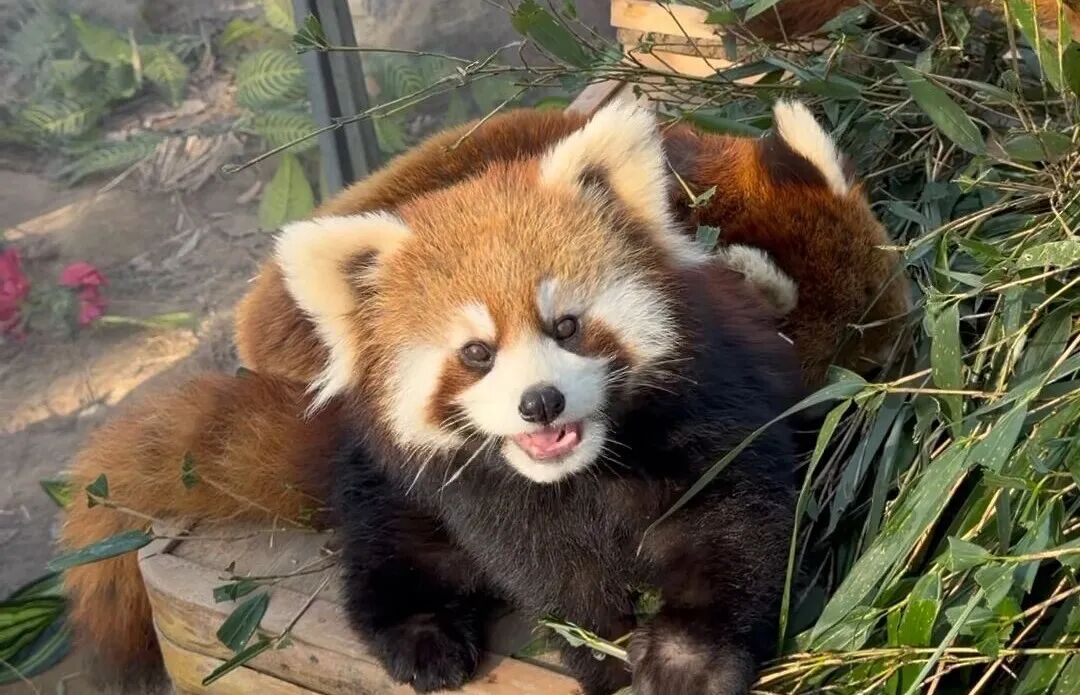 立春｜春启北野，寒未消，暖已至！萌兽解锁迎春模式~