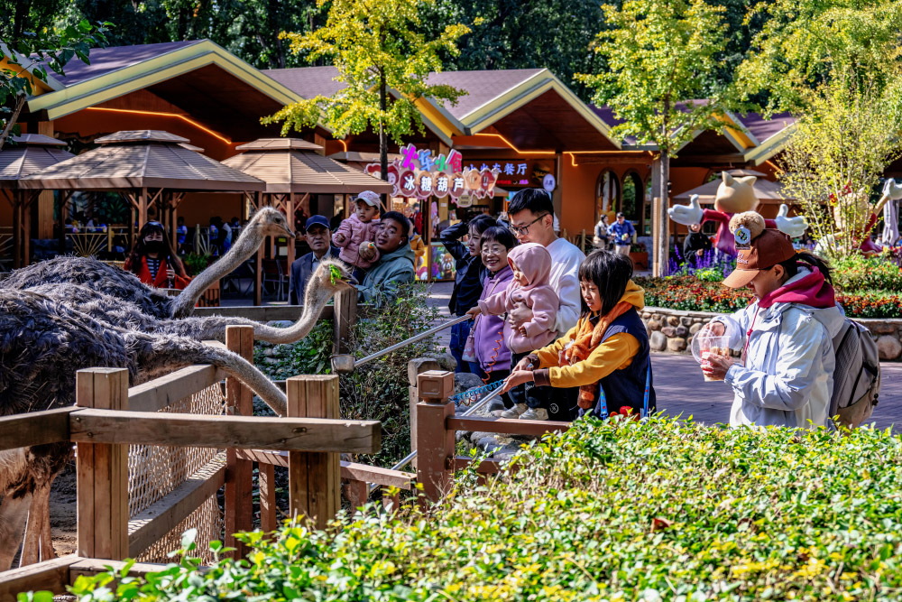 来自北京的面条怪兽