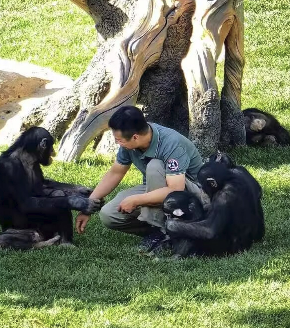 黑猩猩饲养员