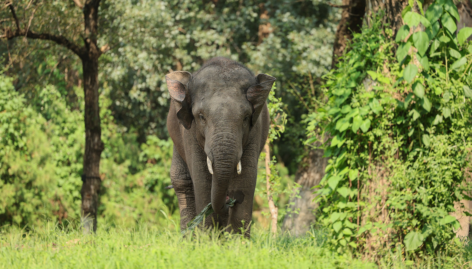 亚洲象 | Asian Elephant