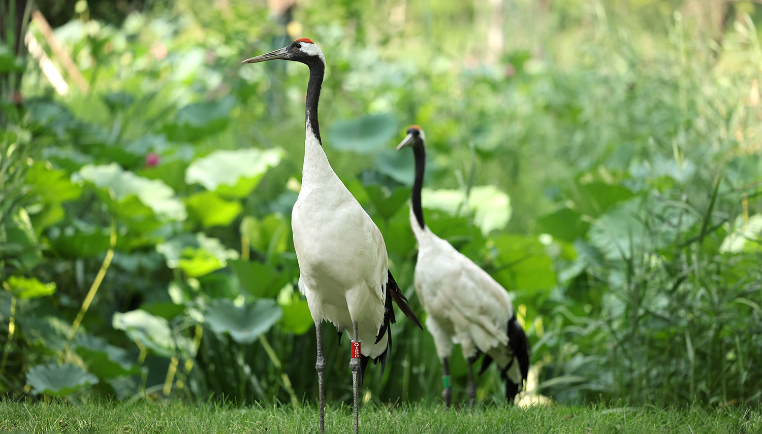 丹顶鹤 | Red-crowned Crane