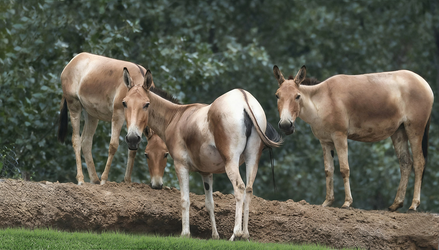 野驴 | Equus Hemionus