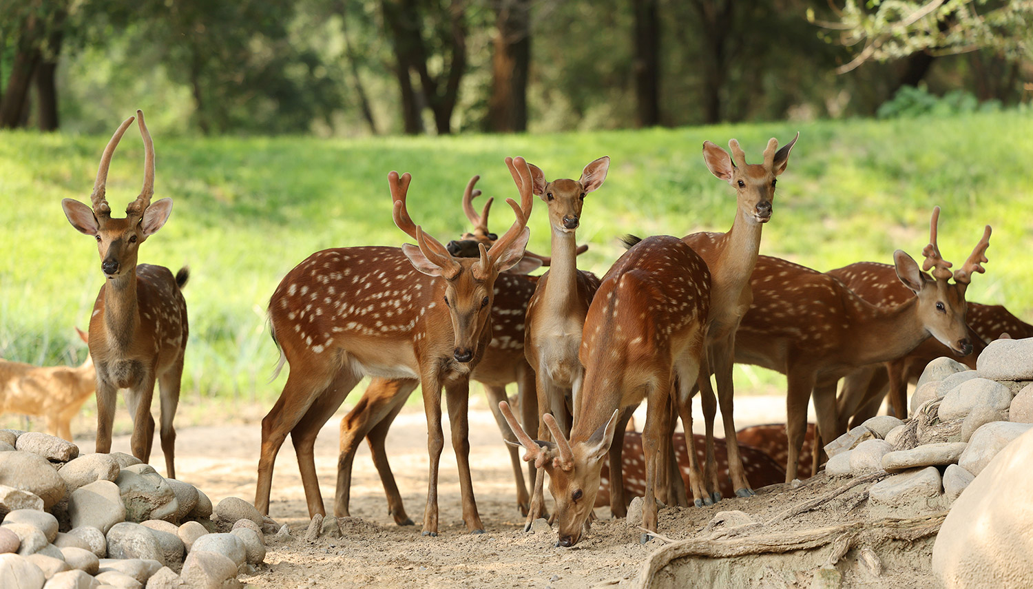 梅花鹿 | Cervus Nippon