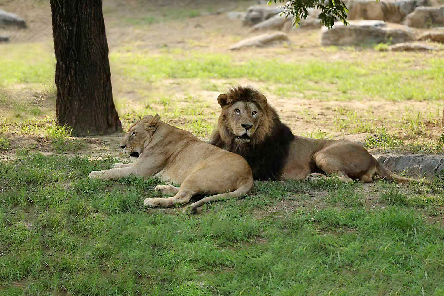 非洲狮 | African lion
