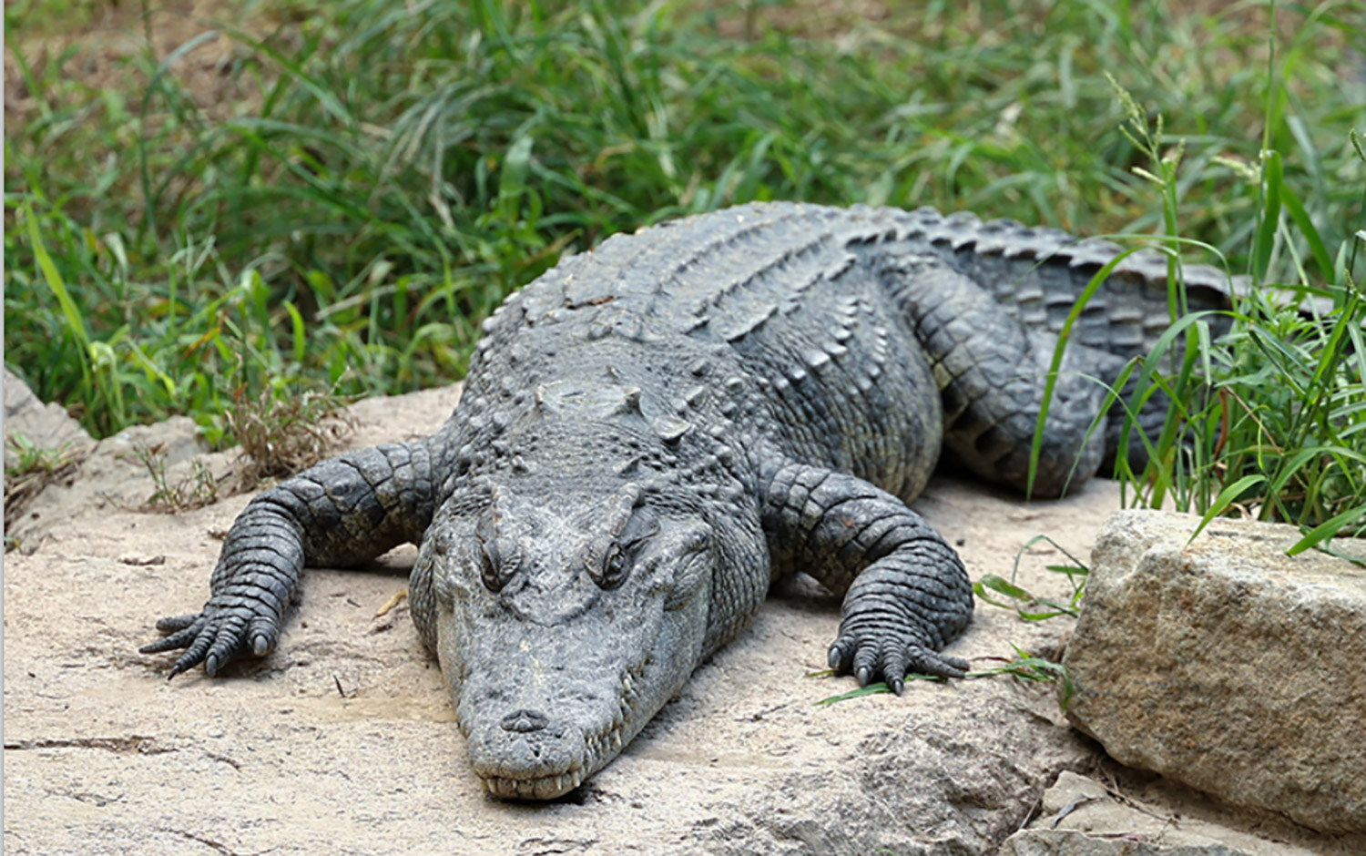 暹罗鳄 | Crocodylus Siamensis