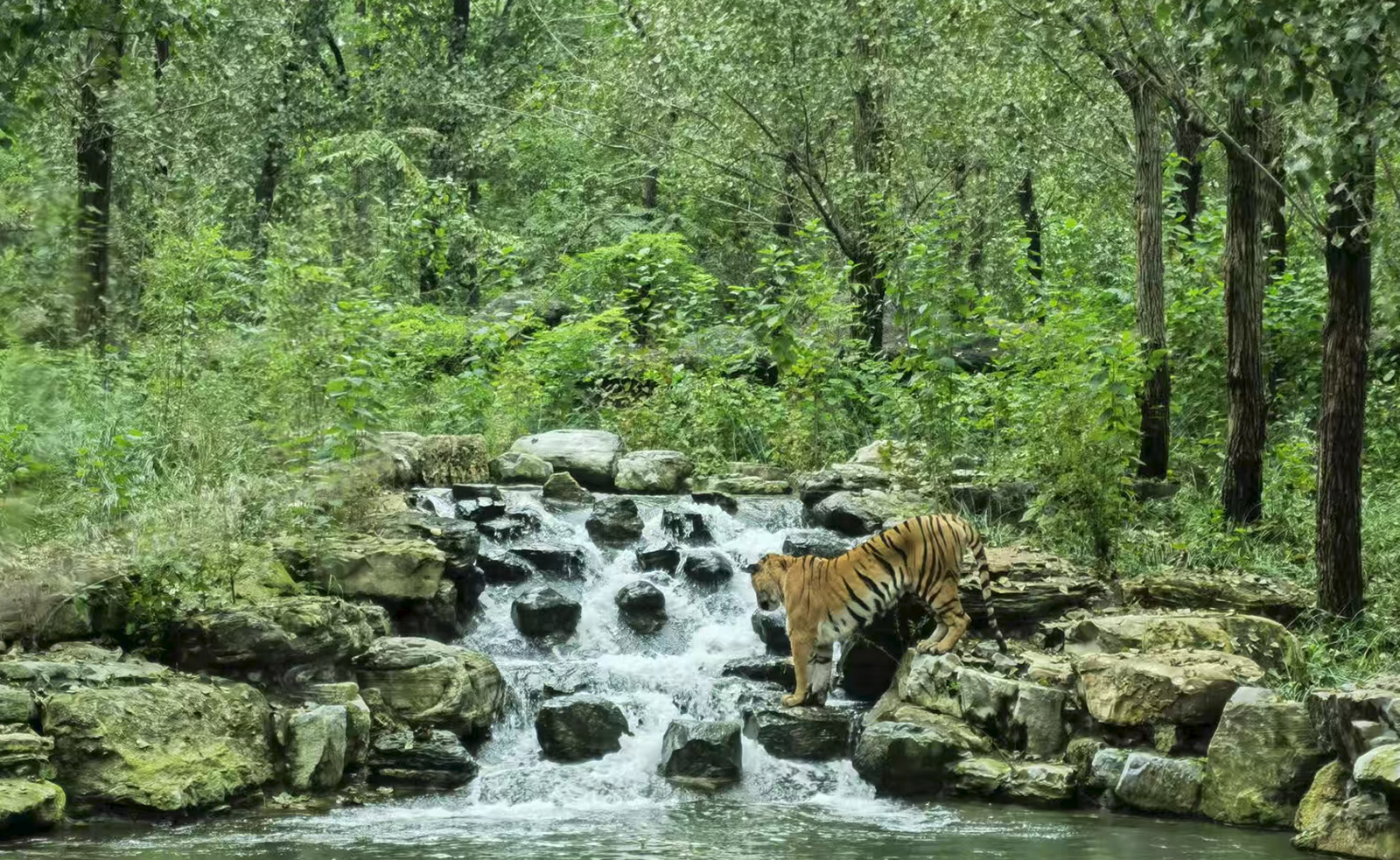 东北虎 | Manchurian Tiger