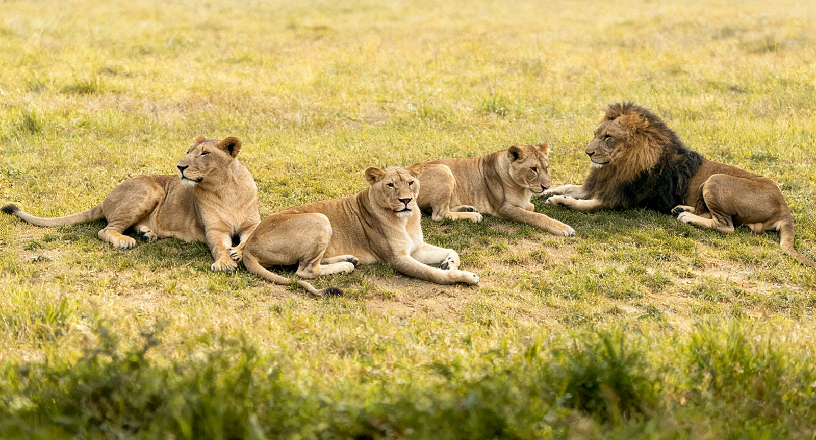非洲狮 | African lion