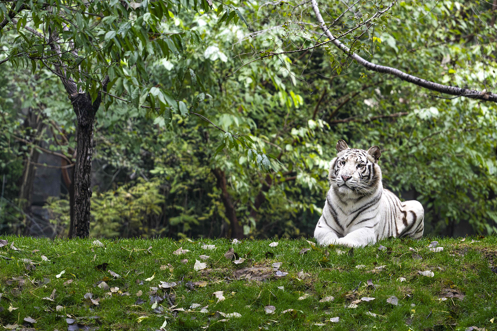 白虎 | White tiger