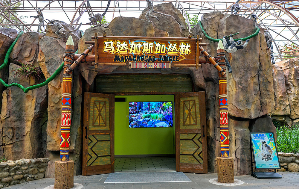 马达加斯加丛林